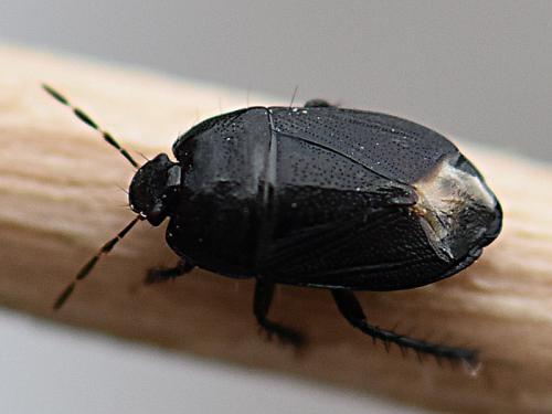 Réf. 229 994 : Geotomus elongatus